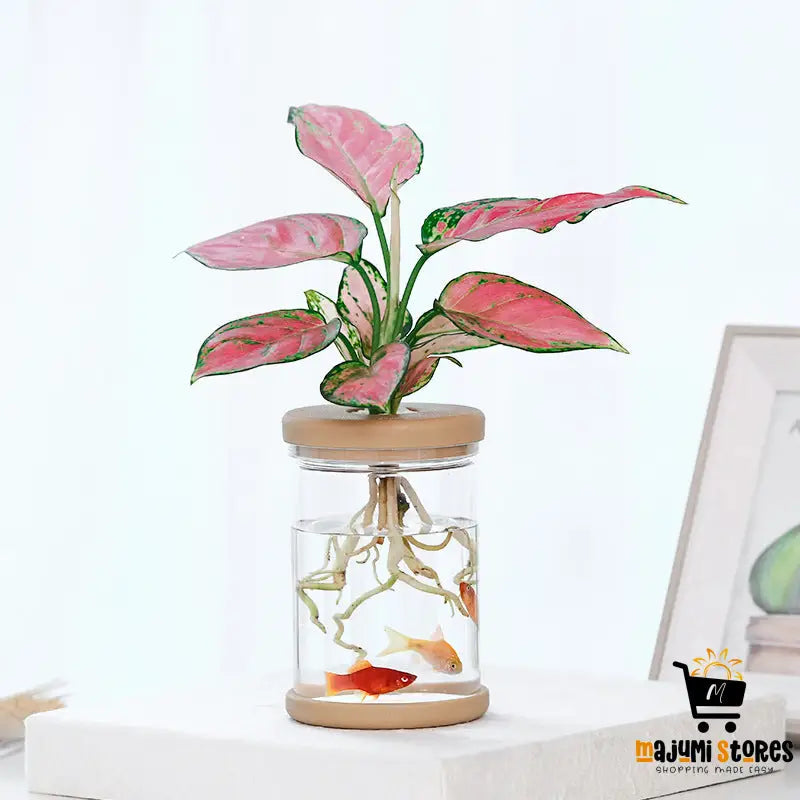 Transparent Hydroponic Flowerpot with Automatic Water