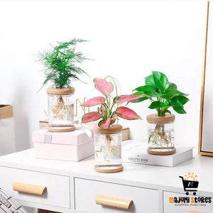 Transparent Hydroponic Flowerpot with Automatic Water